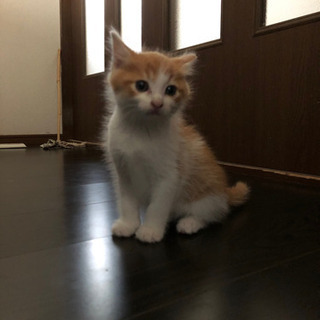 茶色×白色の子猫(オス)里親様探してます！