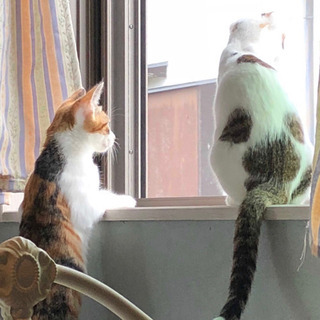 【募集停止】ちょっと怖がりな三毛猫の女の子 - 猫