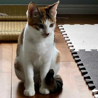 【募集停止】ちょっと怖がりな三毛猫の女の子 − 東京都