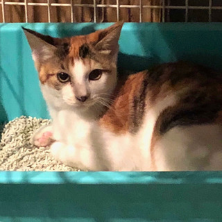 【募集停止】ちょっと怖がりな三毛猫の女の子 - 里親募集