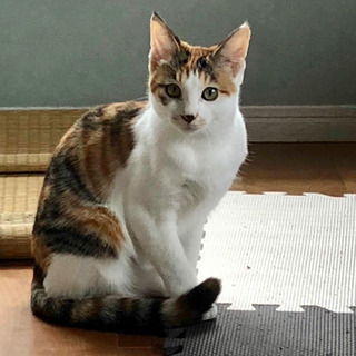 【募集停止】ちょっと怖がりな三毛猫の女の子