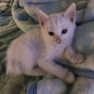 生後１か月と14日の子猫