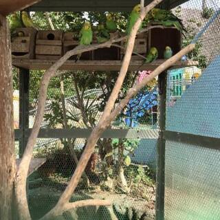 至急！セキセイインコの里親さん募集！