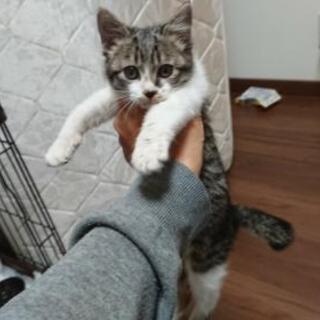 キジシロ♂ 3～4か月くらい