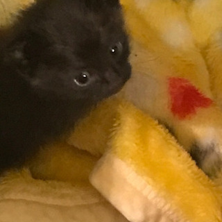 子猫2ヶ月
