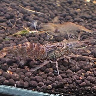 テナガエビ