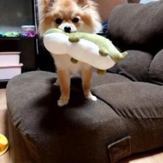 小型犬友達募集 - 友達