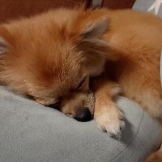 小型犬友達募集 - 名古屋市