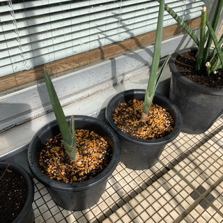 植物好きな方へ