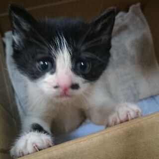 【急募】子猫1匹
