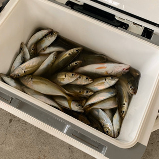 船釣り、陸釣り