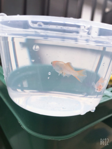 メダカ♪ MIX 全7種類のメダカまとめて！バラ売り可能