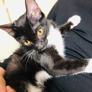 白黒猫ちゃんオス