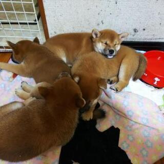 今日、または明日、明後日でも食事しませんか？ − 茨城県