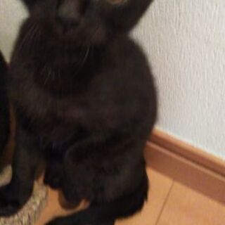 黒猫の里親さん募集します!