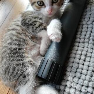 子猫と親猫★保護しました。