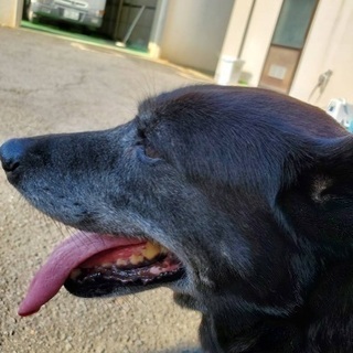 里親決定！有難うございました！🆘保健所収容🐶高齢と見られる性格花丸🌸黒ラブmixちゃんが助けを待っています【県外譲渡可】 - 大村市