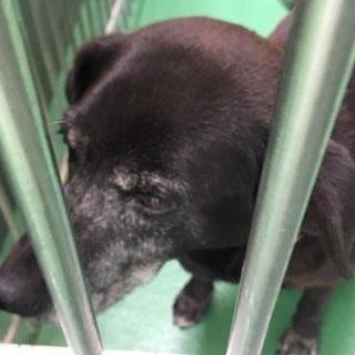 里親決定！有難うございました！🆘保健所収容🐶高齢と見られる性格花丸🌸黒ラブmixちゃんが助けを待っています【県外譲渡可】 − 長崎県