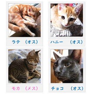 猫を探しています！(ラテとチョコ見つかりました✨)