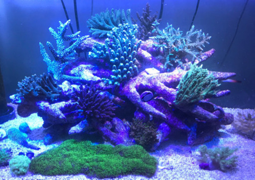 ミドリイシ、その他サンゴ