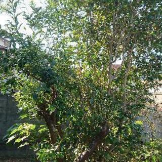 樹木譲ります！の画像