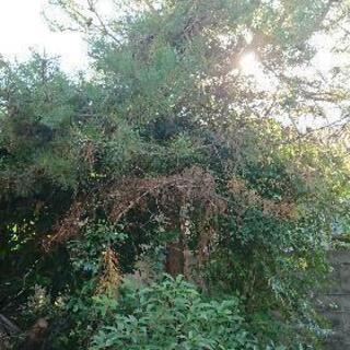 樹木譲ります！の画像