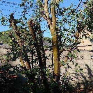 樹木譲ります！