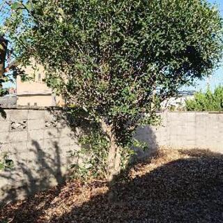 樹木譲ります！の画像