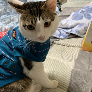 ヤンチャな。キジ白元気一杯です。