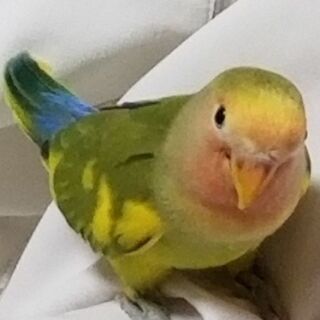 迷子鳥、探してます、コザクラインコです