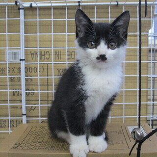 子猫の里親さん募集（ハチワレ・男の子）