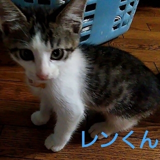 台風で被災した子猫ちゃん達！