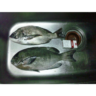 グレ釣りをしてるとこんな青ブダイや真鯛が釣れることもあります - メンバー募集