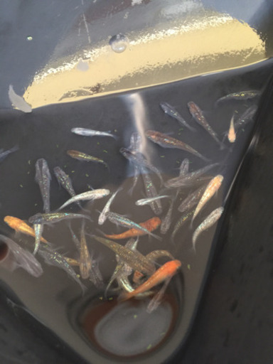 改良品種メダカ ラメミックス約30匹 値下げ