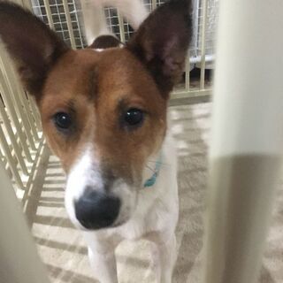 里親様決定しました！有り難うございます。