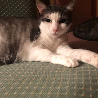 穏やかなおばあちゃん猫ラブちゃん
