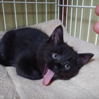 ８月生まれ黒猫(黒とら猫)さきちゃん - 猫