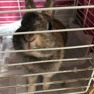 ミニウサギ 2才程度。小さめ。