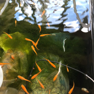 メダカ飼育 繁殖マニュアル