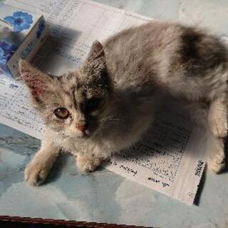 譲渡予定となりました。ありがとうございました(^-^)