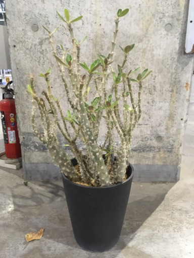 観葉植物　パキポジューム