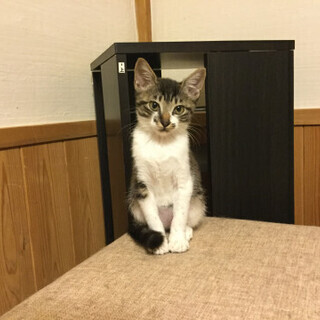キジ白のあまえんぼうさんです