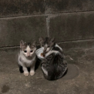 かわいい子猫4匹保護してください。