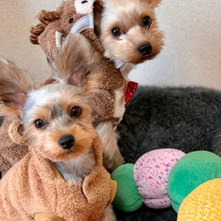 犬友達募集します⁂