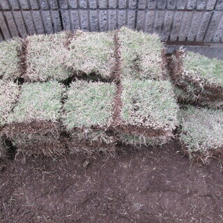 ※決まりました！天然芝あげます！（引取り限定）