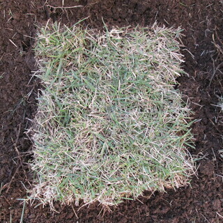 ※決まりました！天然芝あげます！（引取り限定）の画像