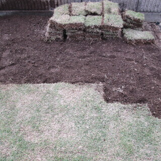 ※決まりました！天然芝あげます！（引取り限定）の画像