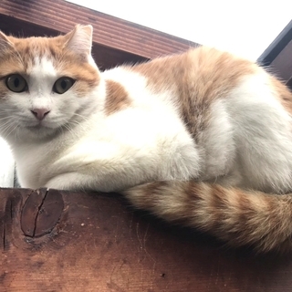 白茶　メス　約10カ月　  - 猫