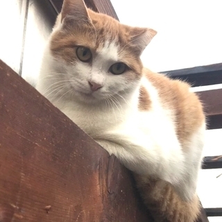 白茶　メス　約10カ月　  − 滋賀県