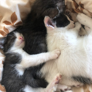 子猫の里親募集します。